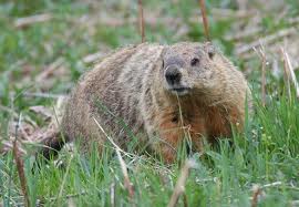 Indianapolis Ground Hog  (Wood Chuck) Removal