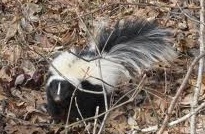 do skunks hibernate in indiana