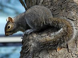 Indianapolis Squirrel Removal